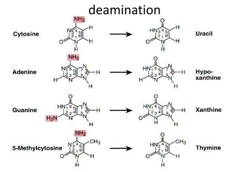 Why Does Deamination Occur To Ssdna