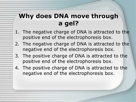 Why Does Dna Move To The Positive Electrode