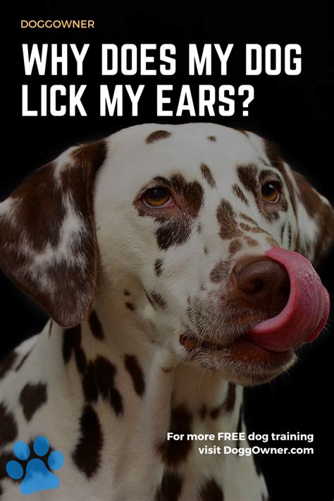 why does dogs lick my ears