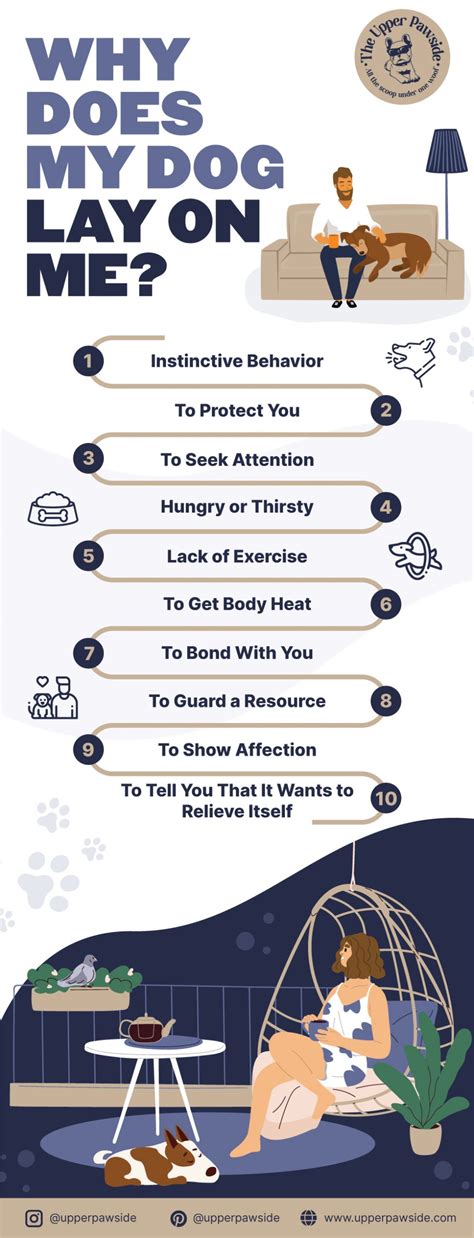 why does my dog lay next to me