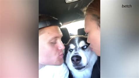 why does my dog not like kisses meme