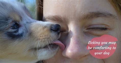 why dogs give kisses