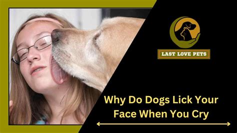 why dogs lick tears
