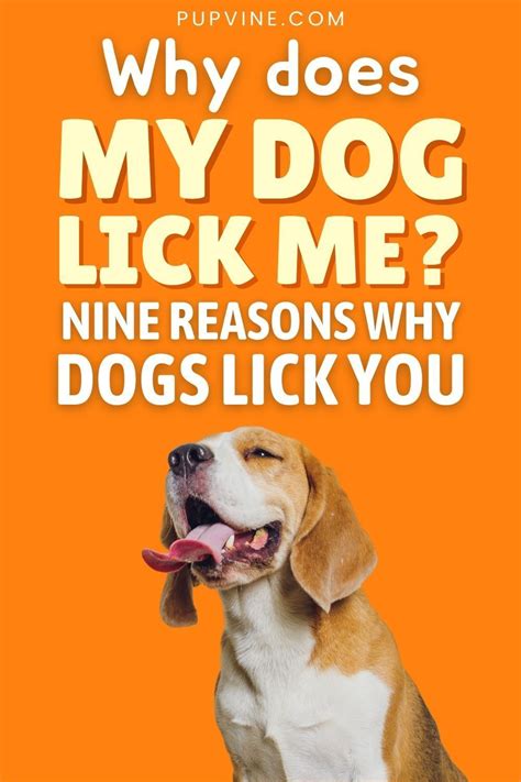 why dogs lick you in the face