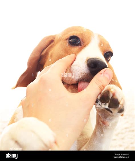 why dogs like to lick hands