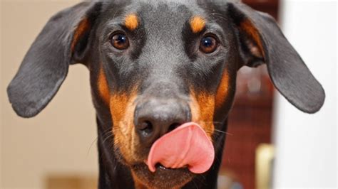 why dogs like to lick your lips