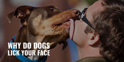 why dogs love to lick your face