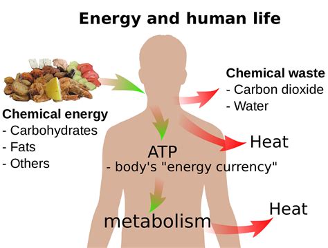 why is atp an example of chemical potential energy – Lisbdnet.com