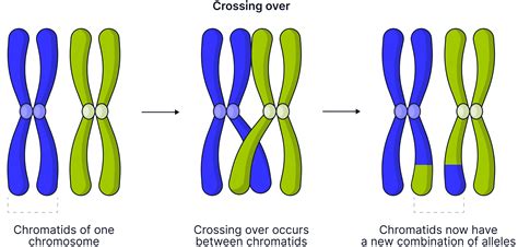 Why Is Crossing Over Important