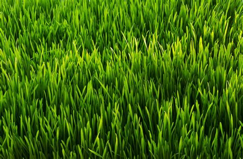 Why Is Grass Green