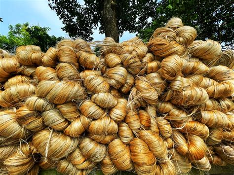 Why Is Jute Called The Golden Fibre