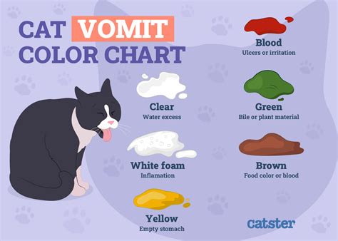 Why Is My Cat Throwing Up Undigested Food