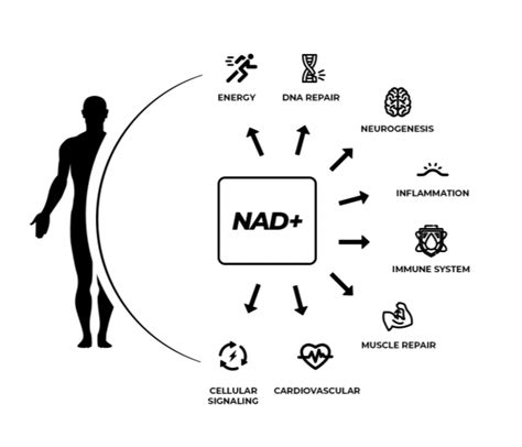 Why Is Nad Important