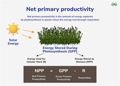 Why Is Net Primary Productivity Higher In The Southern Hemisphere