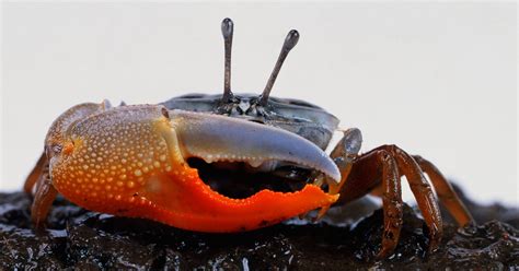 Why Is One Crab Claw Bigger