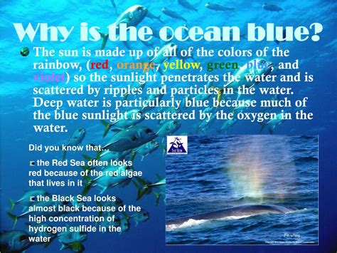 Why Is The Ocean Blue