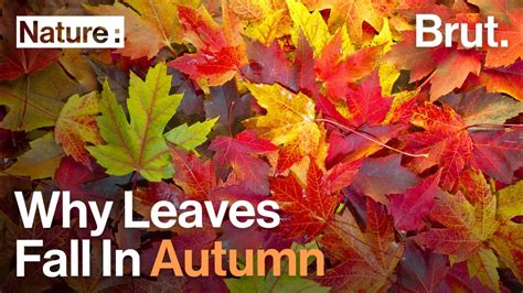 Why Leaves Fall In The Fall Science Aaas The Science Of Fall - The Science Of Fall