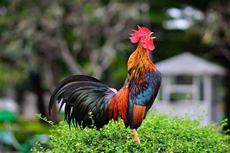 Why Roosters Crow