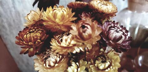 Why Should You Get Dried Flowers Bulk Econtentmags Dried Flowers In Bulk - Dried Flowers In Bulk