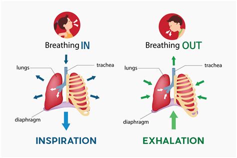 Why Slowing Your Breathing Helps You Relax Bbc Science Behind Deep Breathing - Science Behind Deep Breathing