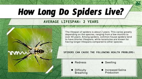 Why The Spider Has Long Legs Folk Tales From Around The World