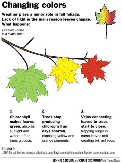 Download Why Do Leaves Change Colour Level 3 Fact Book Level 3 