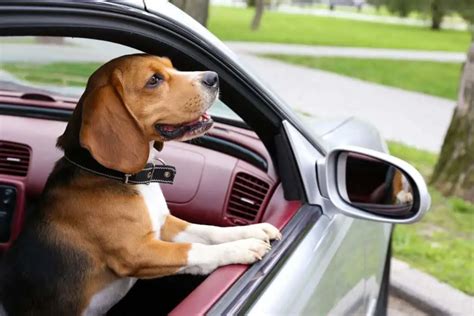 wie lange hund alleine im auto