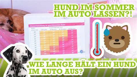 wie lange lasst hunde im auto