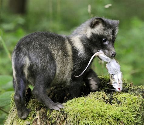 wie macht der marderhund