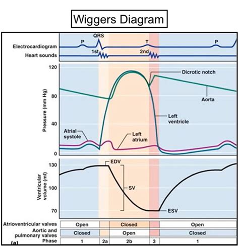 wiggers diagram Diagram Quizlet