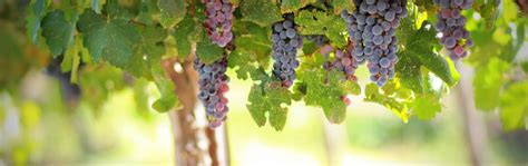 wijnbouw