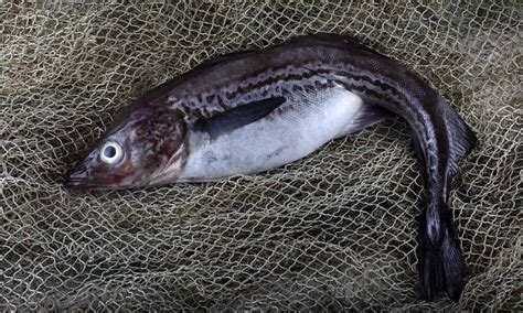 wild alaskan pollock