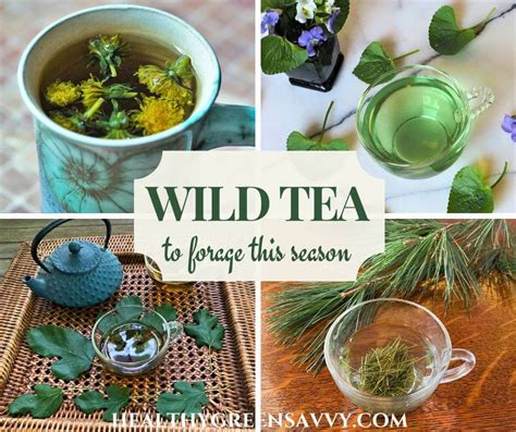 Wild And Tea