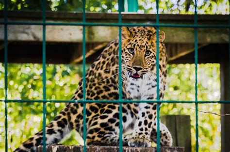Wild Animals In Captivity