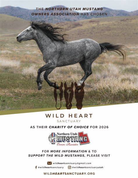 wild at heart mustangs and the young people fighti