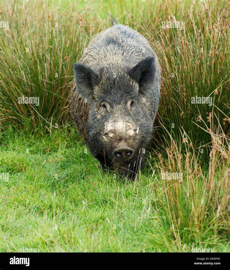 wild boar