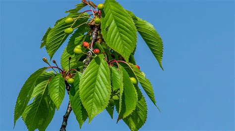 Wild Cherry