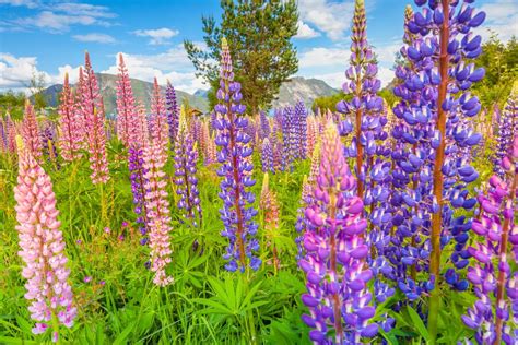 wild flora