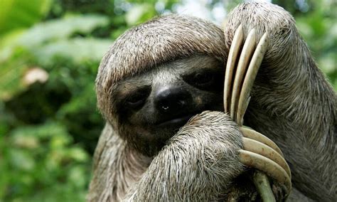 wild sloth animal Beste Online Casino Bonus 2023