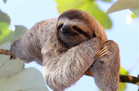 wild sloth animal gidi