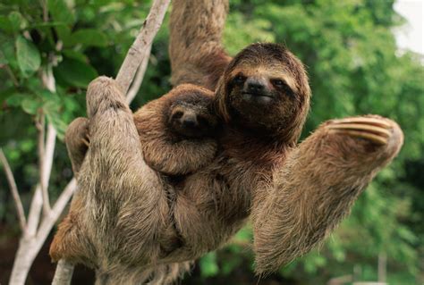 wild sloth animal ixtt france