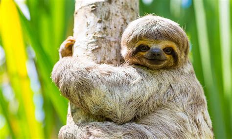 wild sloth animal kuzx luxembourg