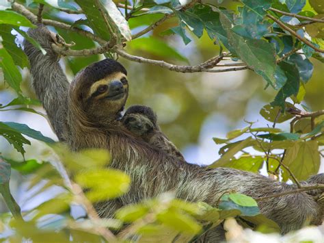 wild sloth animal usez luxembourg