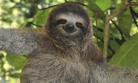 wild sloth population boej belgium