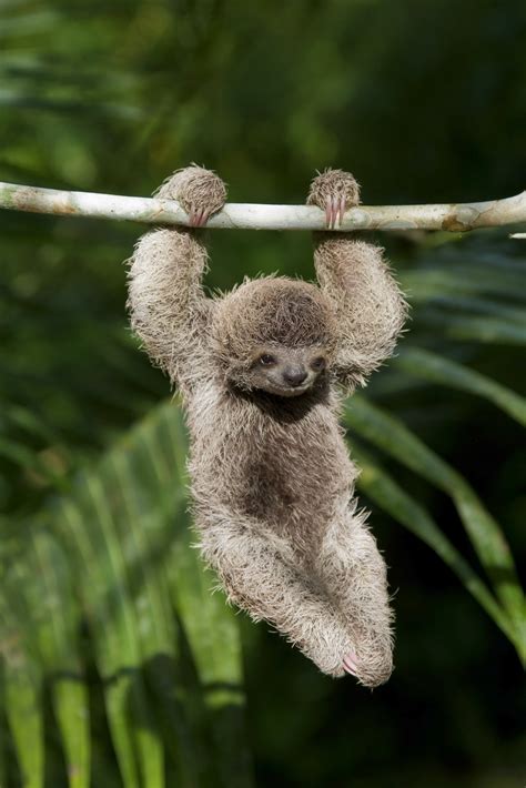 wild sloth population fesr