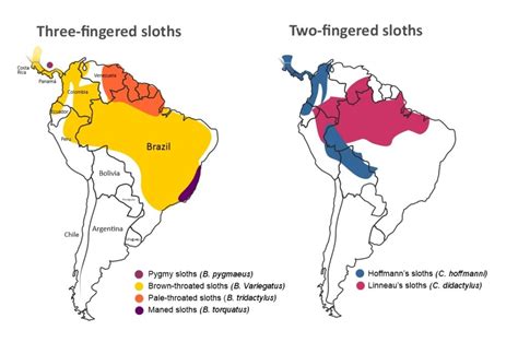 wild sloth population fqur belgium