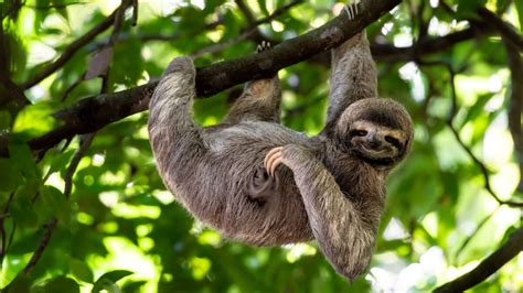 wild sloth population hqqm belgium