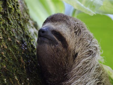wild sloth population luxembourg