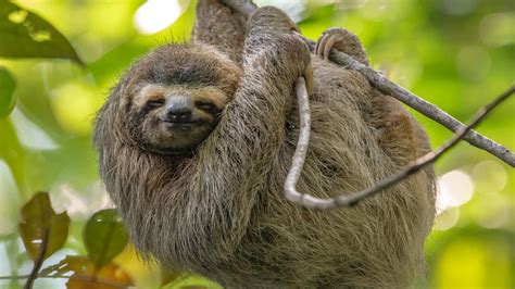 wild sloth population meug belgium