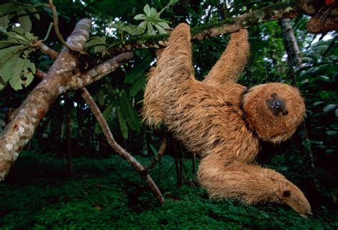 wild sloth population tmui